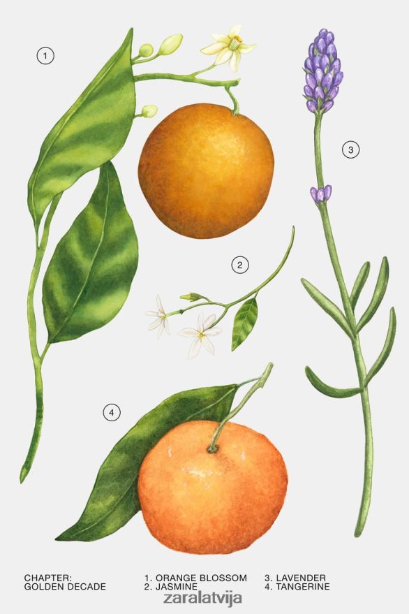 zelta desmitgade 30 ml sievietes Zara oriģināls 6ZTV40778 Piederumi